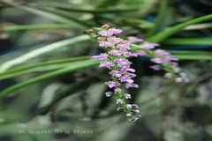 Diplocentrum recurvum